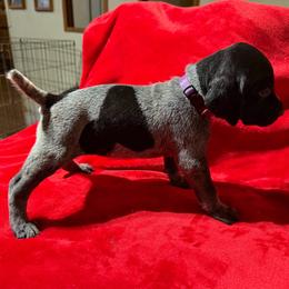 Dk Purple - Black roan female German Shorthaired Pointer puppy in Jackson, Georgia from Rosengrace Gsps (formerly Tiner GSP’s)