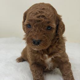 Boy 4 - Red  male Goldendoodle puppy in Haleyville, Alabama from Susan’s Prefurred Doodles