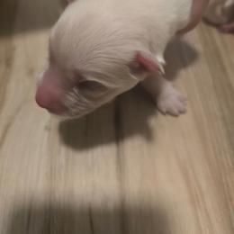 Boy 1 - White male Siberian Husky puppy in Killeen, Texas from Jackson's Siberians