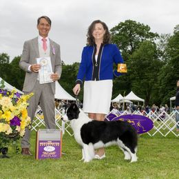 Border Collie All Grown Up from Fair Haven Farms