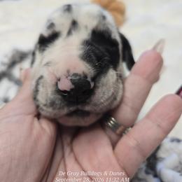 York - Harlequin male Great Dane puppy in Albany, Oregon from Red Cloud Australian Shepherds and DeGray Great Danes & Bulldogs