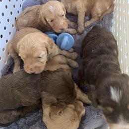 Australian Labradoodle and Double Doodle Puppies from Little Kingdom Doodles