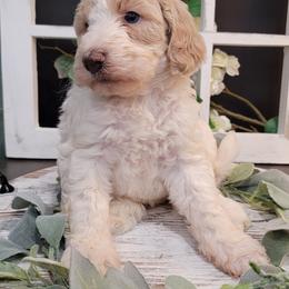 Aussiedoodle and Goldendoodle Puppies from Hunting Creek Kennels