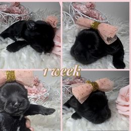 Pepper - Black and white female Shih Tzu puppy in Coolidge, Arizona from Shih Tzu’s  ‘N’ Love