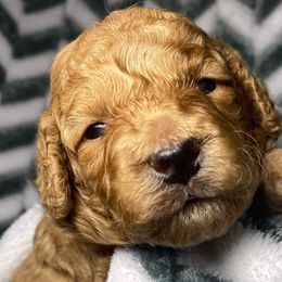 Orange Boy - Goldendoodle puppy in Excelsior Springs, Missouri from Zoodles Micro Goldendoodles