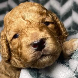 Orange Boy - Goldendoodle puppy in Excelsior Springs, Missouri from Zoodles Micro Goldendoodles