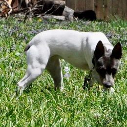 Lindy - Rat Terrier
