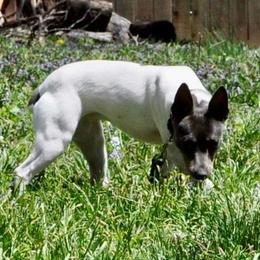 Lindy - Rat Terrier