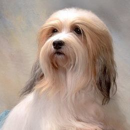 Havanese from Lordocs