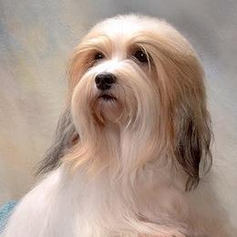 Havanese from Lordocs