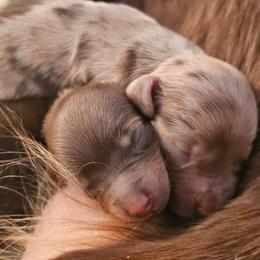 Twix - Chocolate and tan male Dachshund puppy in Pasco, Washington from G & G Kennel