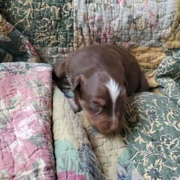 Boy 2 - Red tri-color male Australian Shepherd puppy in Cottage Grove, Oregon from Farmstead Aussies