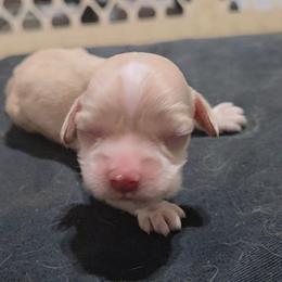 Black - Buff male Cocker Spaniel puppy in Lebanon, Missouri from Spring Hollow Cocker Spaniels