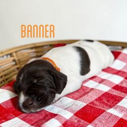 Banner - Liver and white male German Shorthaired Pointer puppy in Polk City, Florida from Yates’ GSP