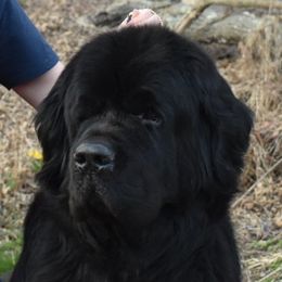 Newfoundlands from Paragon Newfoundlands
