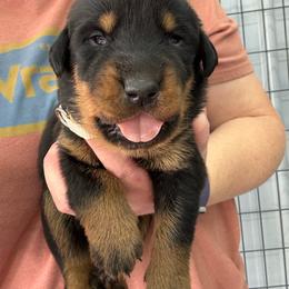 Tan - Black and rust female Beauceron puppy in Floyd’s Knobs, Indiana from Birdwing Beaucerons