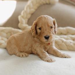 Boy 2 - male Goldendoodle puppy in Hiddenite, North Carolina from Rose and Reid Doodles