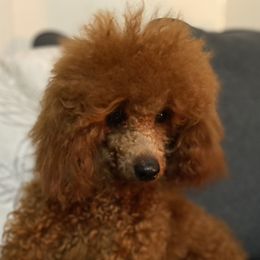 Draco - Poodle