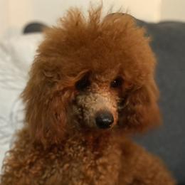 Draco - Poodle