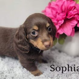 Dachshund Puppies from Mighty Paws Manor