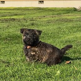 Orange Collar - Red brindle male Cairn Terrier puppy in Longview, Washington from Northwest Cairn Terriers