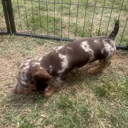 Dachshund Puppies from Dapper Doxies