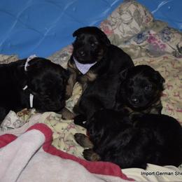 German Shepherd Puppies from Import German Shepherds of Kansas