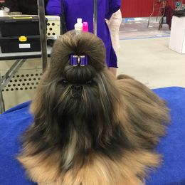 Shih Tzus from CaLee
