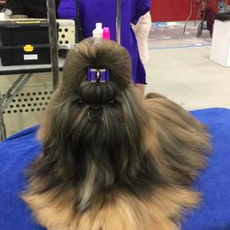 Shih Tzus from CaLee