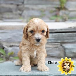 Elsie - Red female Cockapoo puppy in Canastota, New York from Silver City Cockapoos