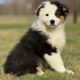 Btm4 - Black tri-color Australian Shepherd puppy in Chehalis, Washington from Wandering Acres Ranch