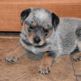 Australian Cattle Dog Puppies from Lyla Hinman's Australian Cattle Dogs