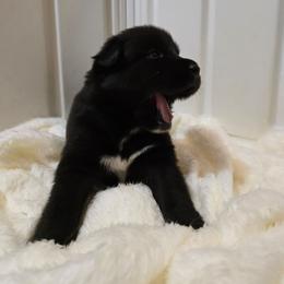 Boy 1 - Black male Siberian Husky puppy in Richlands, North Carolina from Velaris Huskies