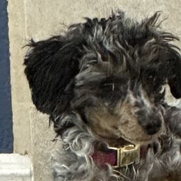 Bernedoodles, Poodles, and Shihpoos from Sue Watkins