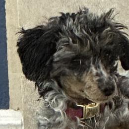 Bernedoodles, Poodles, and Shihpoos from Sue Watkins