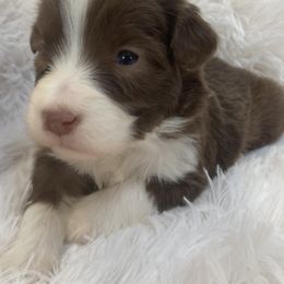 Bonnie - Brown Bearded Collie puppy in Kent, Washington from White Tips Ranch
