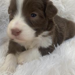 Bonnie - Brown Bearded Collie puppy in Kent, Washington from White Tips Ranch