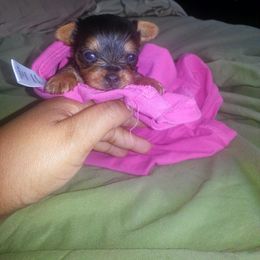 Yorkshire Terrier Puppies from Rodogkennel LLC