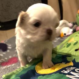 Girl 1 - Cream and white female Shih Tzu puppy in Troy, Texas from Smith Shih Tzu