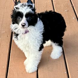 Shrimp - Black and white male Chinese Crested puppy in New Smyrna Beach, Florida from FronkLinn Kennel