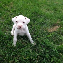 Boxer Puppies from Balltown Boxers