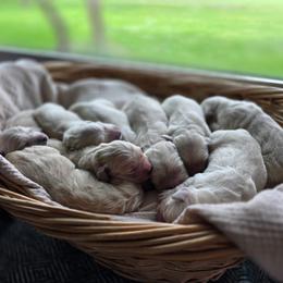 1st Girl - Light golden female Golden Retriever puppy in Decatur, Indiana from Sporting Ridge K9’s