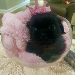 Cavapoo and Shihpoo Puppies from Haus of Doodles