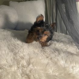 Yorkshire Terrier Puppies from Cutest AKC AZ Yorkies