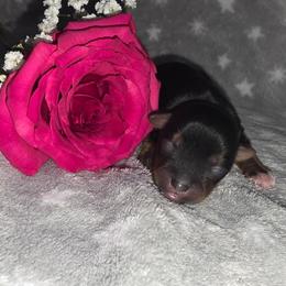 Venus - Black and gold female Yorkshire Terrier puppy in Lakeland, Florida from You Me & The Yorkies