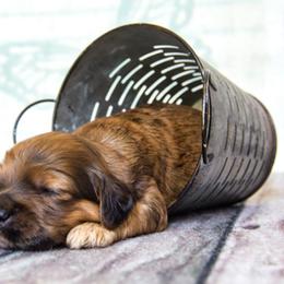 Cockapoo and Goldendoodle Puppies from Capital Doodles