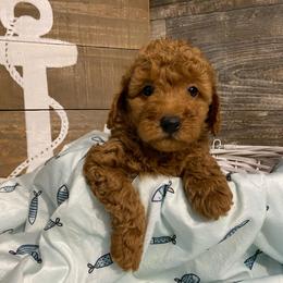 Tucker - Red  male Poodle puppy in Osseo, Michigan from Paws in the Country