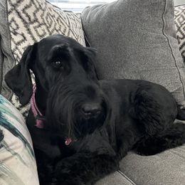 Brie - Giant Schnauzer