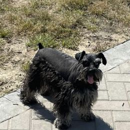 Katana - Miniature Schnauzer