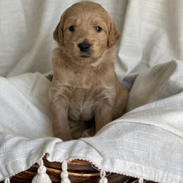 Goldendoodle Puppies from Libby Lou’s Goldendoodles